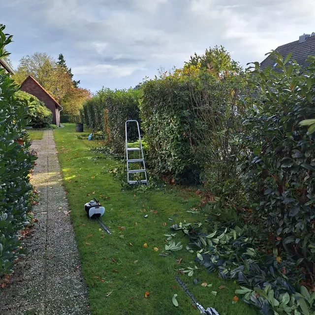 Lange Hecke entlang eines schmalen Gartenwegs