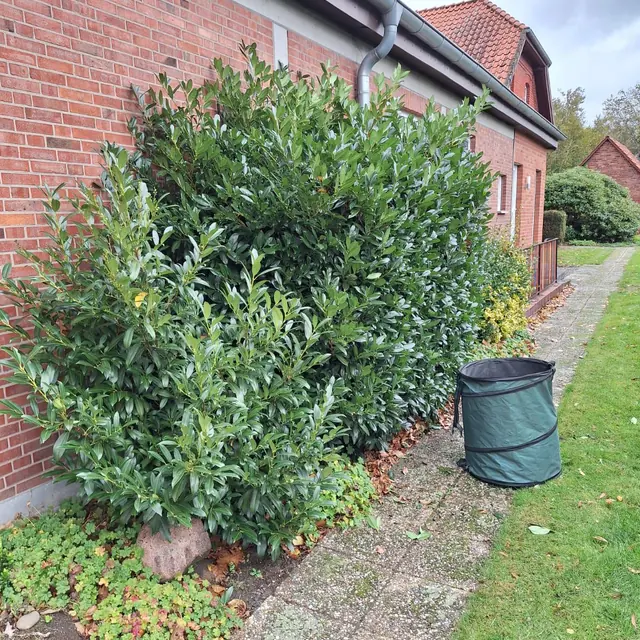 Dichte gepflegte Hecke an einem Grundstück
