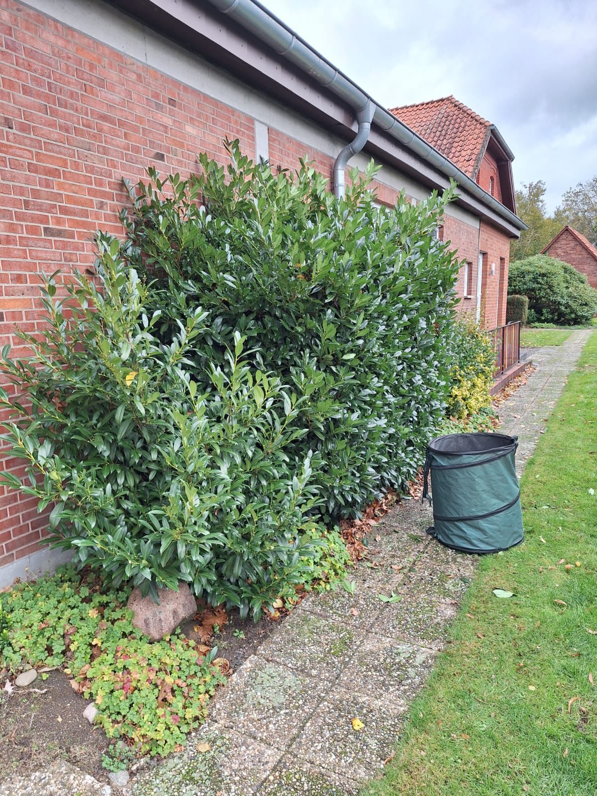 Dichte gepflegte Hecke an einem Grundstück