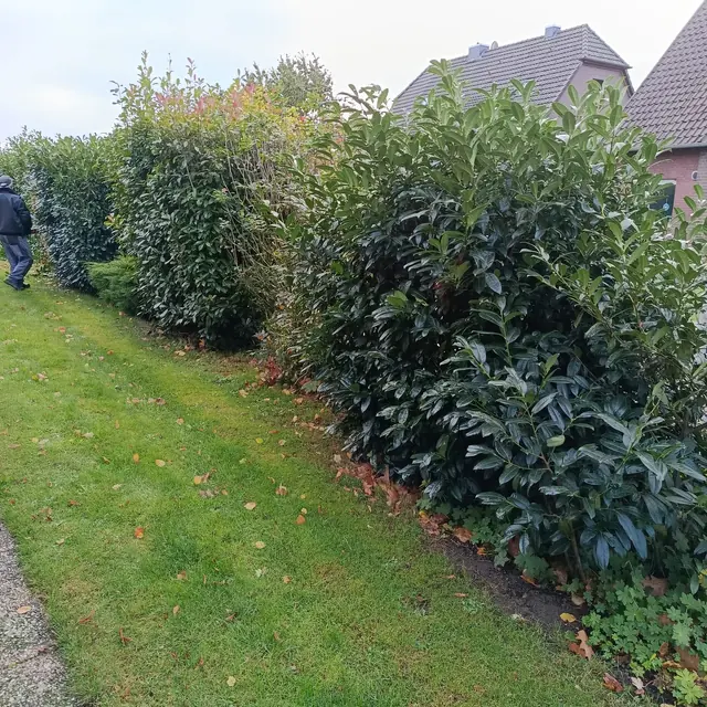 Gerade geschnittene Hecke entlang einer Rasenfläche