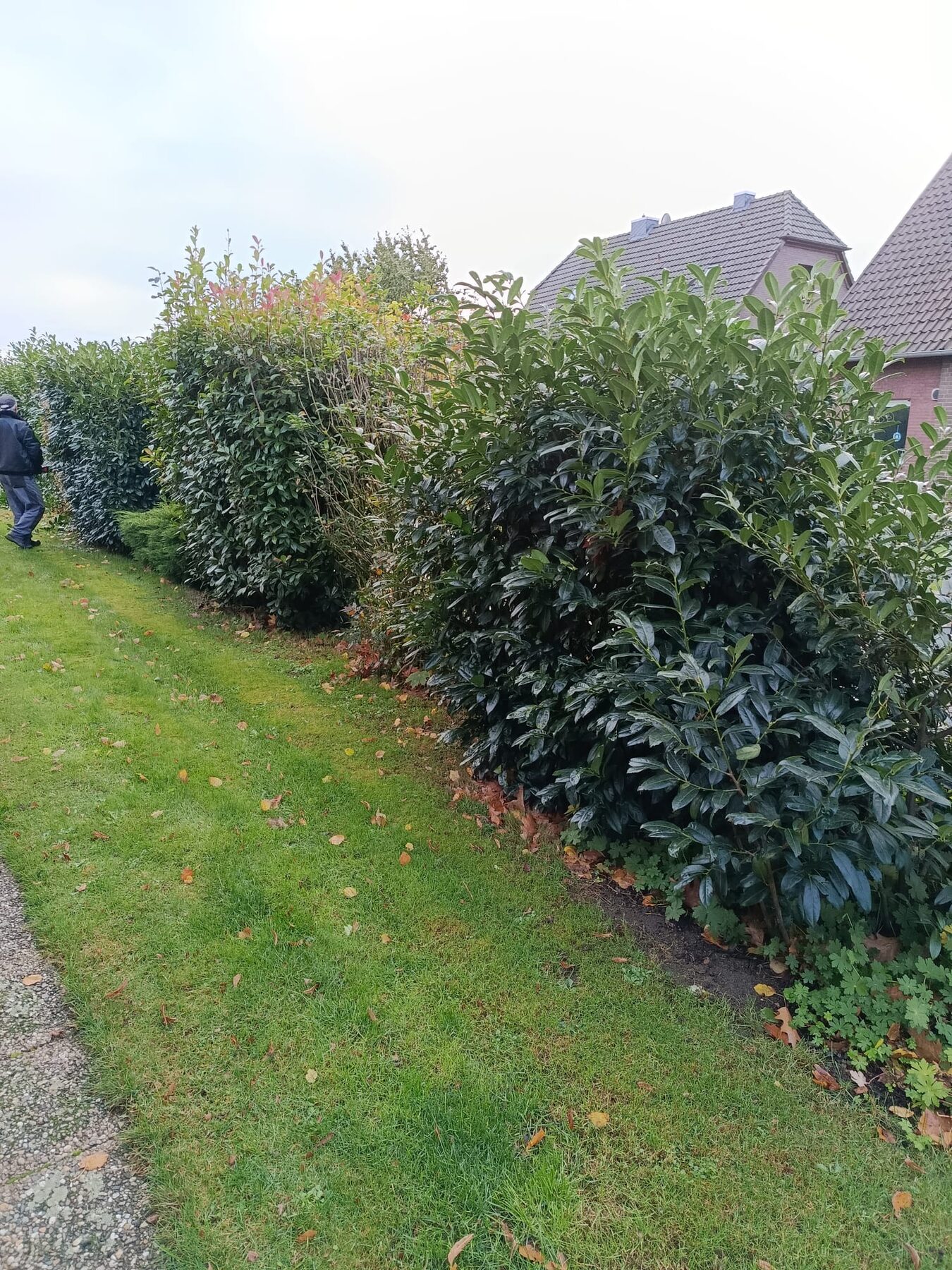 Gerade geschnittene Hecke entlang einer Rasenfläche
